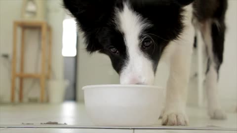 Dog Drinking from Bowl