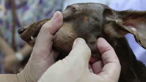 A 10-year-old Dachshund has a large infected gum tumour. Pt 1/2
