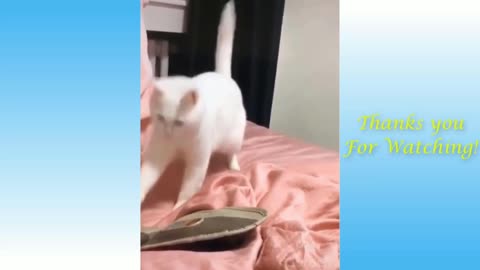 Funny cat Video