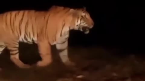 Encountered with a tiger in the night journey // tiger