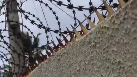 Man Accidentally Shocks Himself on Electric Fence
