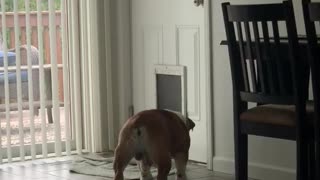 Dog vs Dog Door