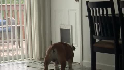 Dog vs Dog Door