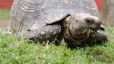 The African spurred tortoise
