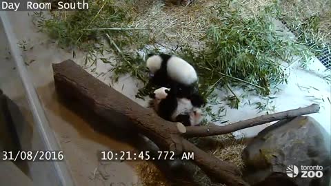 This Giant Panda Fail Compilation Really Made Us Laugh