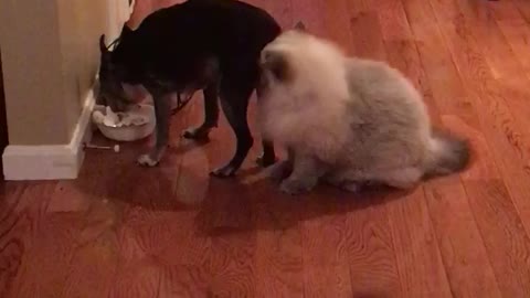 Cat disturbingly obsessed with dog's butt