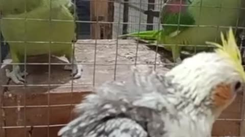 Cockatiel baby parrot and best talking parrot