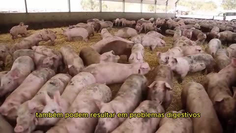 "🐷🏠 Descubra a relação crucial entre a saúde dos suínos e as instalações que eles habitam