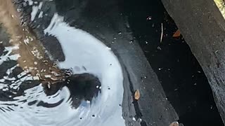 Storm Water Drain Hides Alligator Surprise