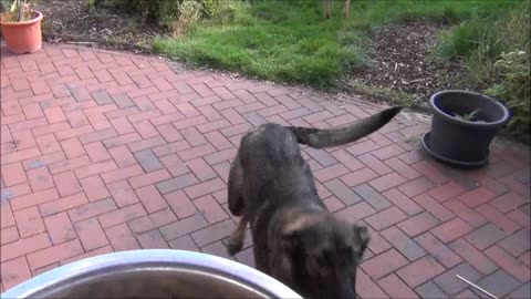 German shepherd is crazy about food