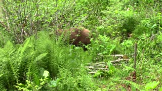 Alaska cruise excursion - Bear sighting