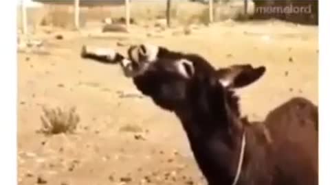 Donkey after drinking wine