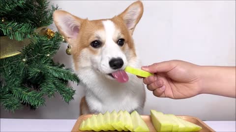 Dog Lassie, Food Review Eating Raw Mango