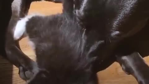 Pit Bull Who Misses Her Cat Falls In Love With Foster Kittens - ZUCA | The Dodo