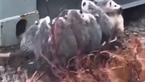 Mother opossum with her babies