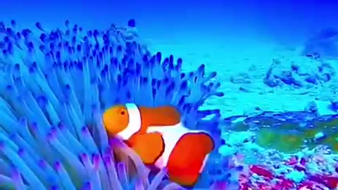 Fish Satisfaction Video | Sea Fish |Animals Funny moments