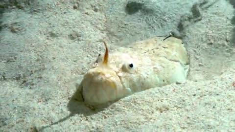 This truly bizarre fish is an ambush predator.