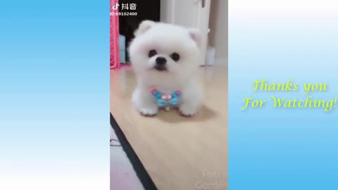 Look how cute this dog funny animal