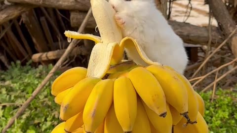 Cute rabbit eating banana 🍌