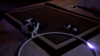 Curious Kittens Mesmerized By Light-Up Hula Hoop