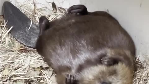 American beaver having Nightmare and waking up