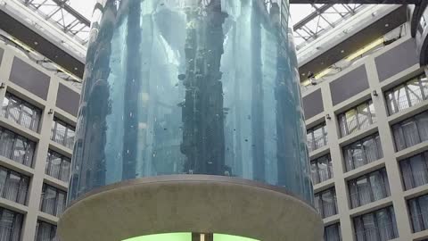 1,500 Exotic Fish Die When Giant Aquarium Bursts in Hotel