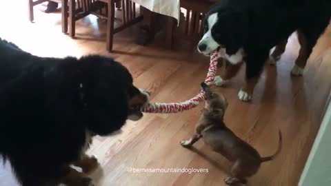 Tiny Dachshund wins epic tug-of-war battle against two Bernese Mountain dogs