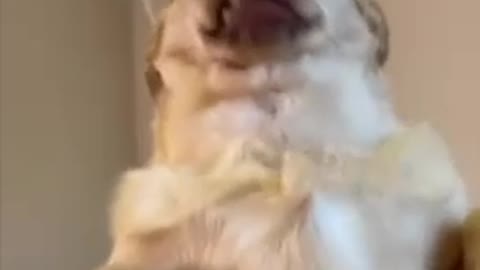 Funny Dogs Reactions