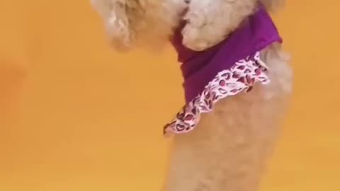 Funny Videos Of Cute dogs