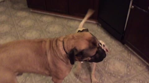 Cute puppy plays tug of war with huge English Mastiff