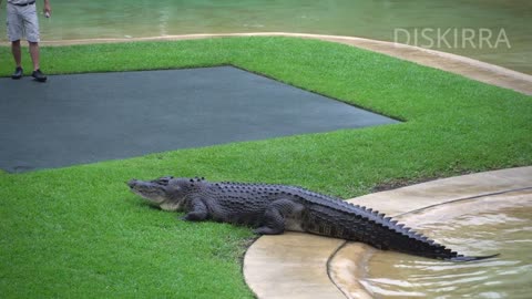 Monty the 300KG Crocodile Feeding Time _ Irwin Croc Show _ Australia Zoo