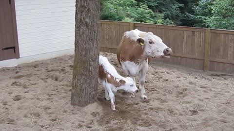 Cow Mooing Loudly at Särkänniemi