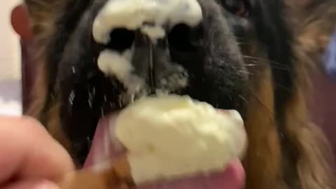 German Shepherd Puppy Demolishes Icecream