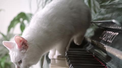 My cute cat piano playing