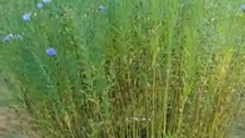 How to Grow Flax Seeds at Home