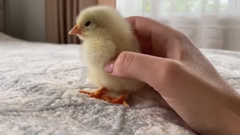 Newborn Baby Chick lost the fight with sleep