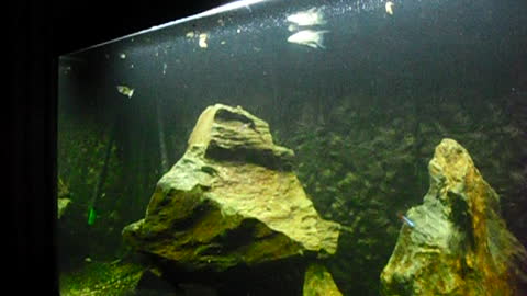 The aquarium of my friend