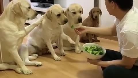 You will get STOMACH ACHE FROM LAUGHING SO HARD🐶Funny Dog Videos