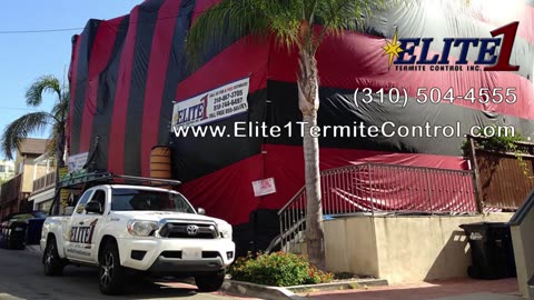 Termite Inspection Near Me | Call (310) 504-4555 * Elite1Termite Control