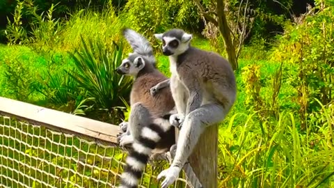 World of Lemur Power