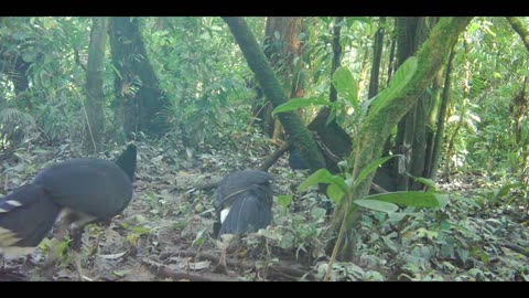 Wildlife of the Ecuadorian Amazon Rainforest (day)