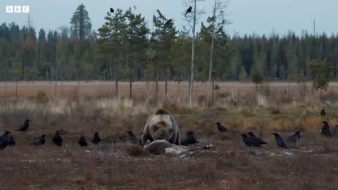 Bear vs wolves battle for food - wild animal short film