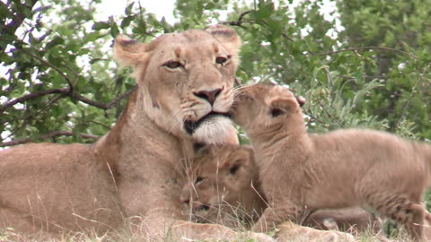 Lion Cubs and Lioness Cuddling.