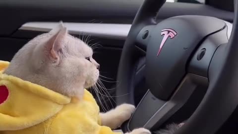 Cat driving car 🚘 😂🤯🤯🤯🤯🤯🤯