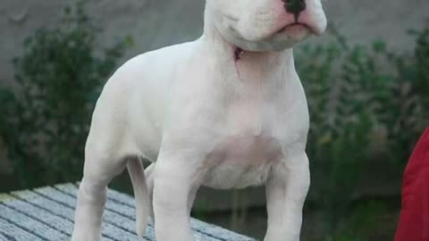 Dogo Argentino (Argentinian Mastiff)