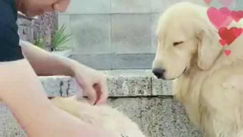A Caring Mommy Dog