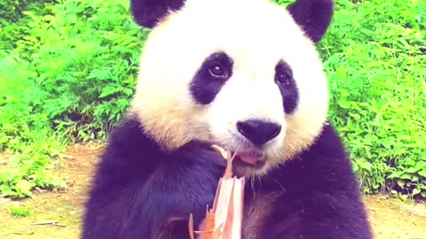 Cute panda eating bamboo like a king😱😱😋😋