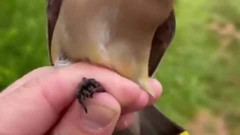 birds video