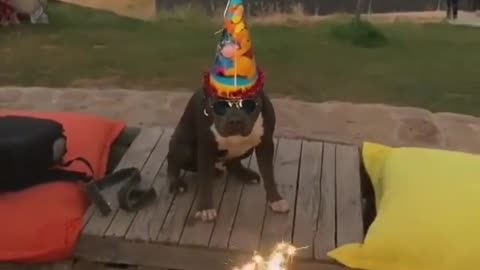Watch my dog's birthday, blu ... that's very nice, and fun too