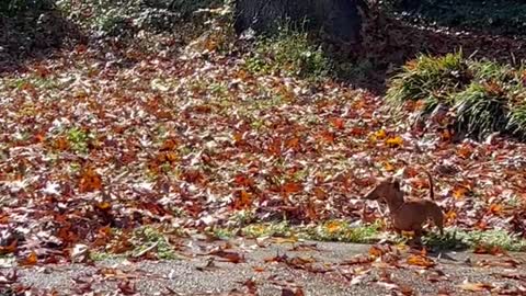 Lilly loves fall